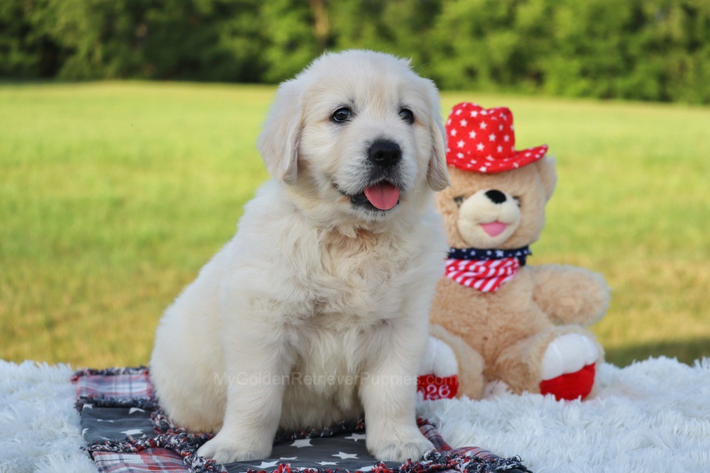 Potato Image of Potato, a Golden Retriever puppy