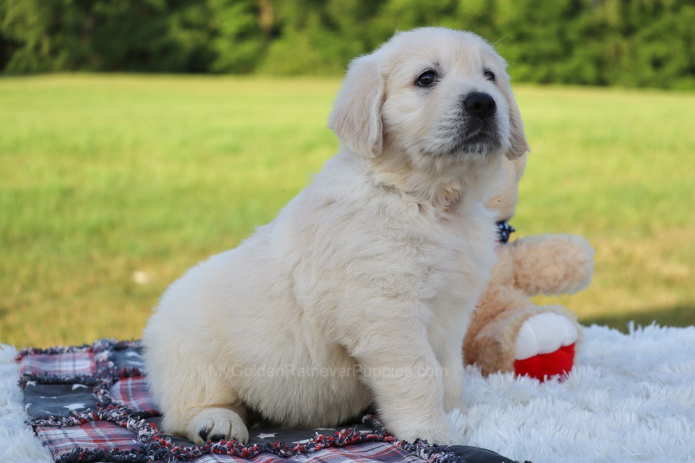 Potato Image of Potato, a Golden Retriever puppy