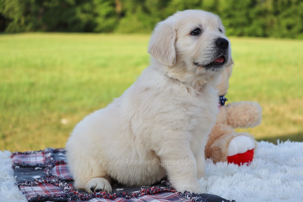 Potato Image of Potato, a Golden Retriever puppy