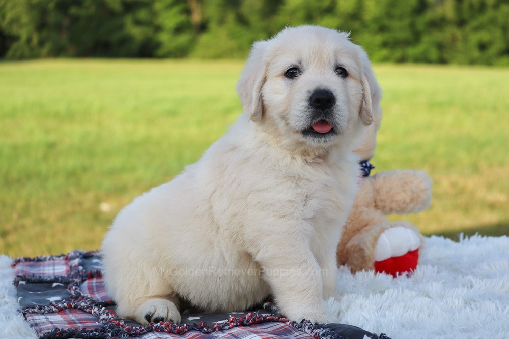 Potato Image of Potato, a Golden Retriever puppy