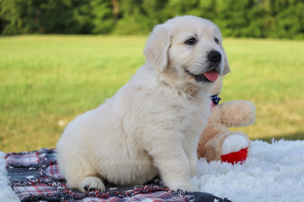 Potato Image of Potato, a Golden Retriever puppy