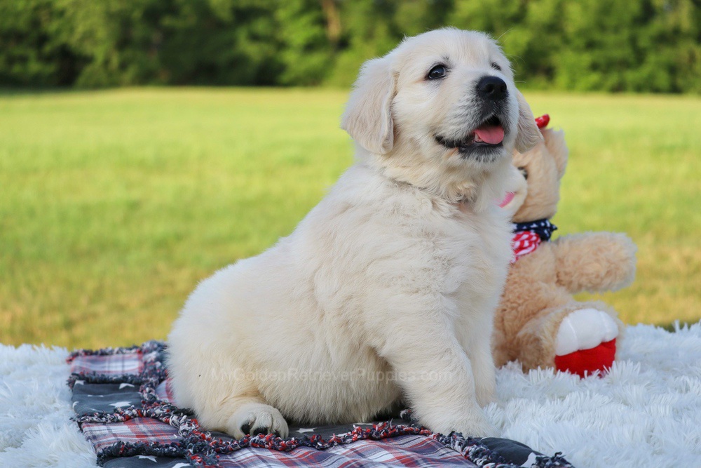 Potato Image of Potato, a Golden Retriever puppy