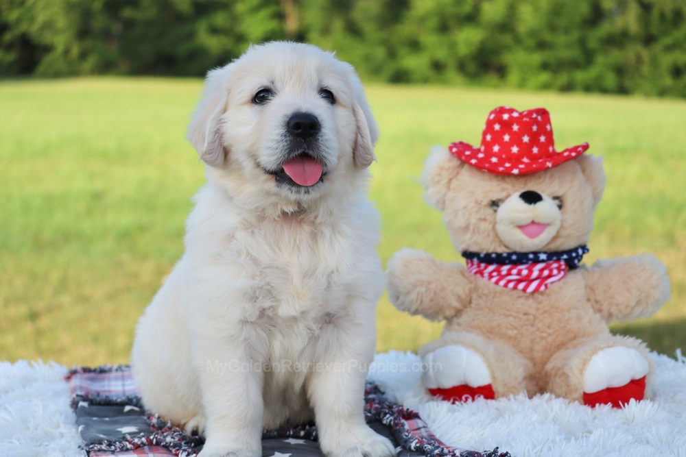Potato Image of Potato, a Golden Retriever puppy