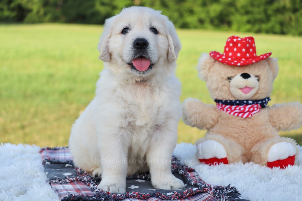 Potato Image of Potato, a Golden Retriever puppy