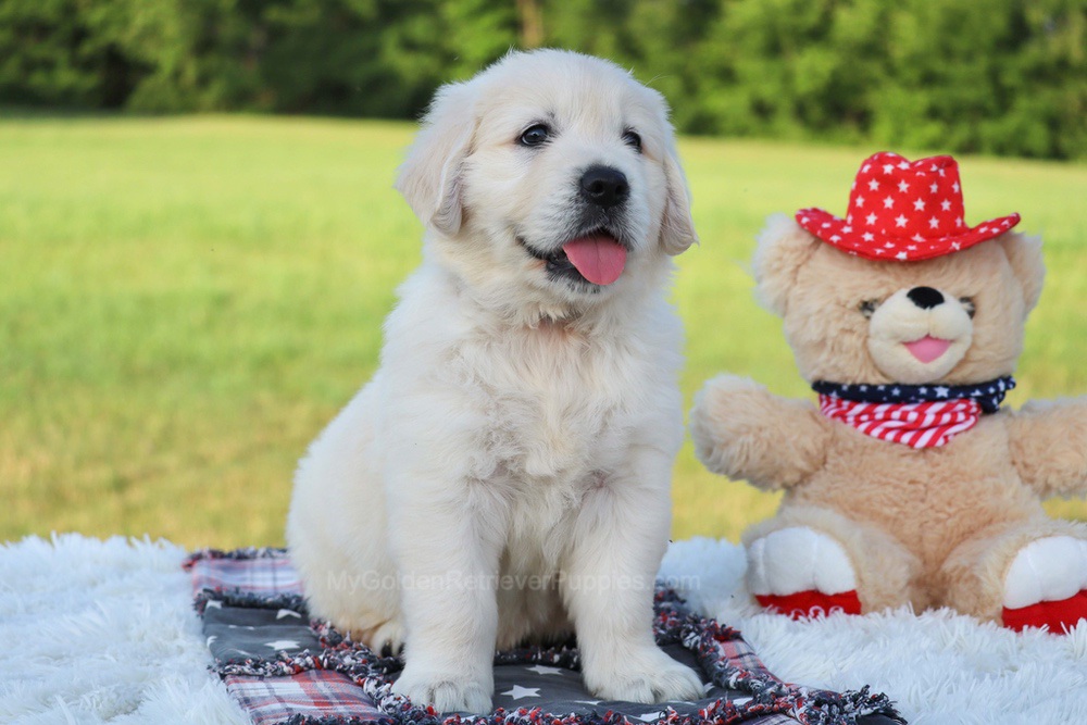 Potato Image of Potato, a Golden Retriever puppy