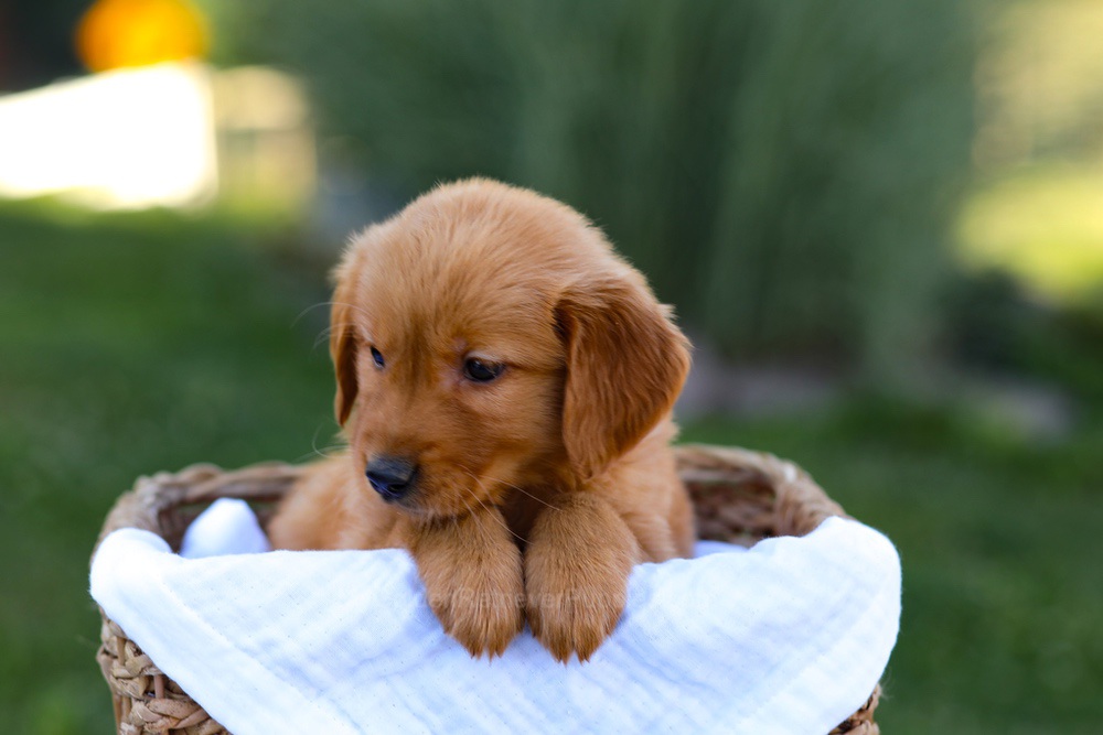 Rose Image of Rose, a Golden Retriever puppy