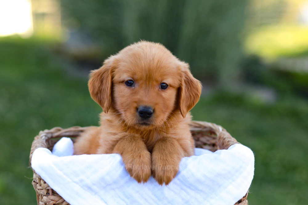 Rose Image of Rose, a Golden Retriever puppy