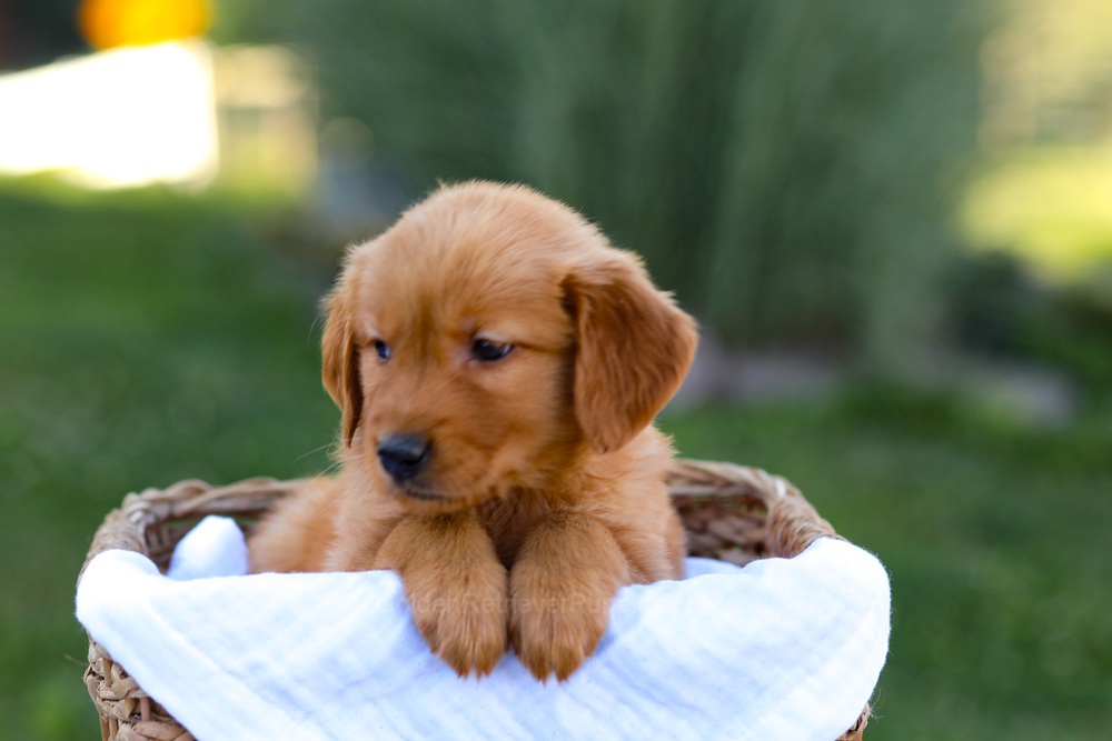 Rose Image of Rose, a Golden Retriever puppy
