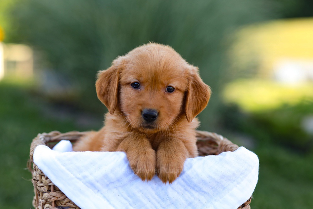 Rose Image of Rose, a Golden Retriever puppy