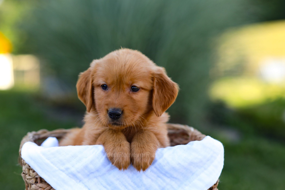 Rose Image of Rose, a Golden Retriever puppy