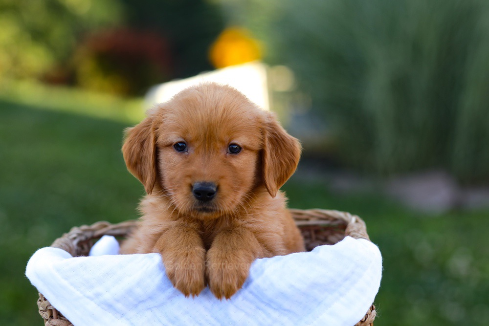 Rose Image of Rose, a Golden Retriever puppy