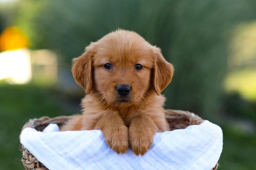 Rose Image of Rose, a Golden Retriever puppy