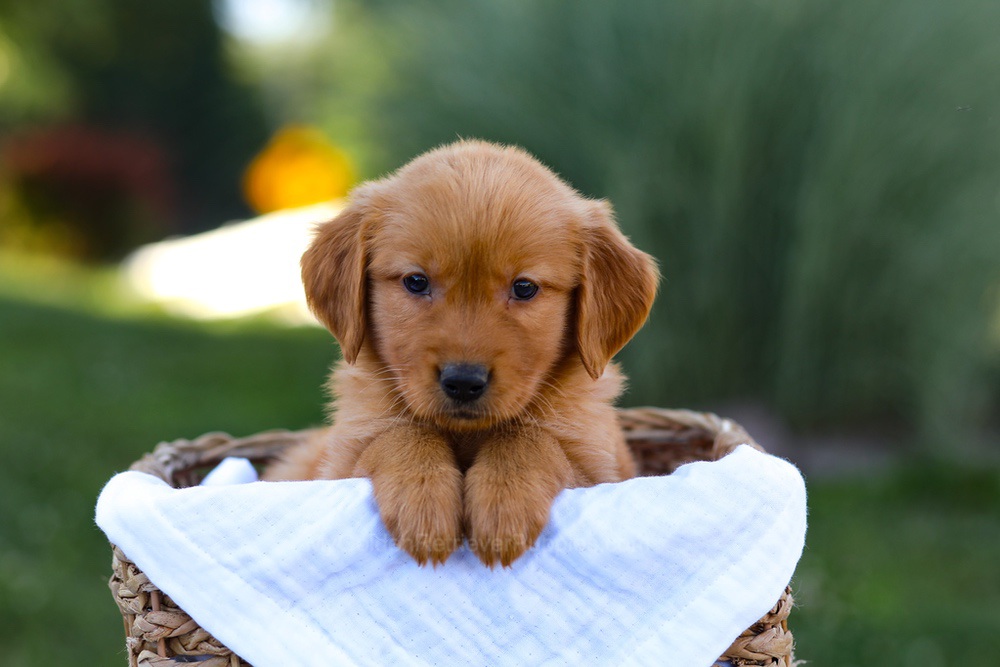 Rose Image of Rose, a Golden Retriever puppy