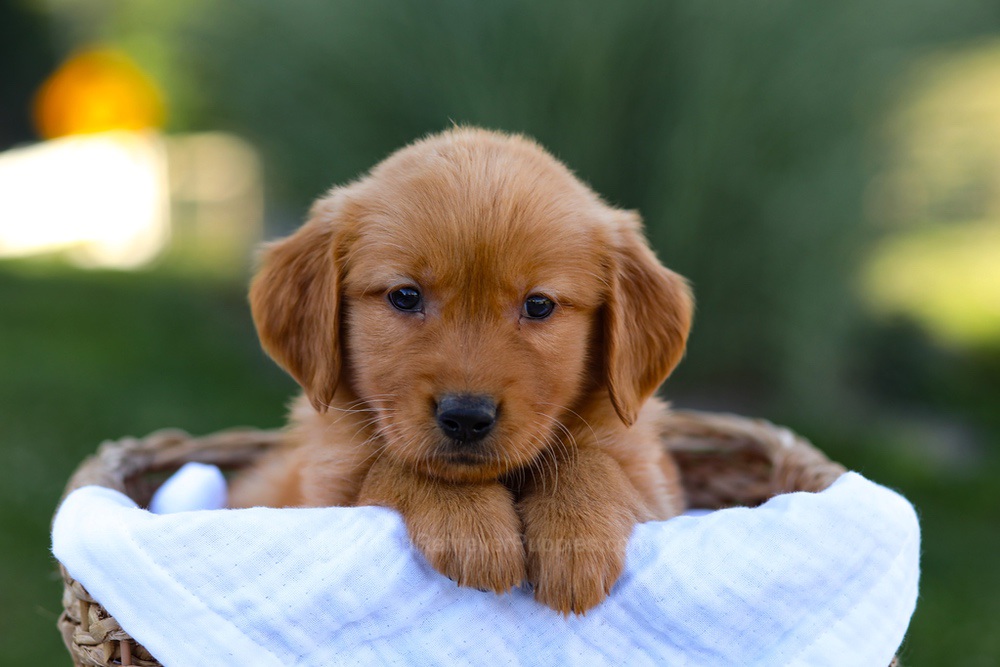 Rose Image of Rose, a Golden Retriever puppy