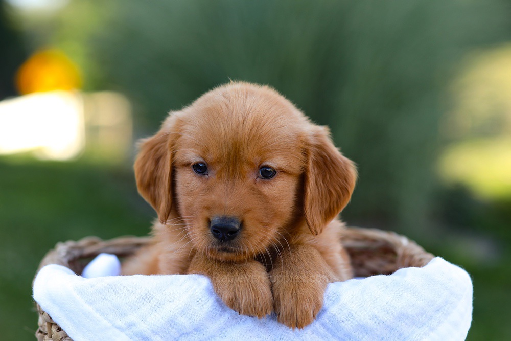 Rose Image of Rose, a Golden Retriever puppy