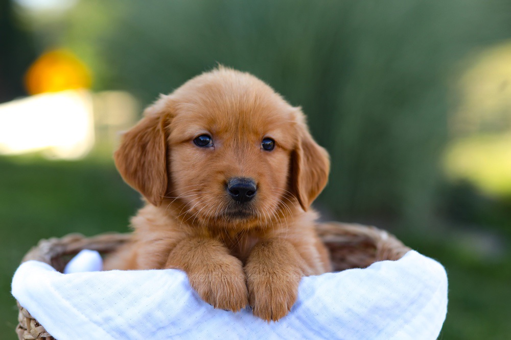 Rose Image of Rose, a Golden Retriever puppy