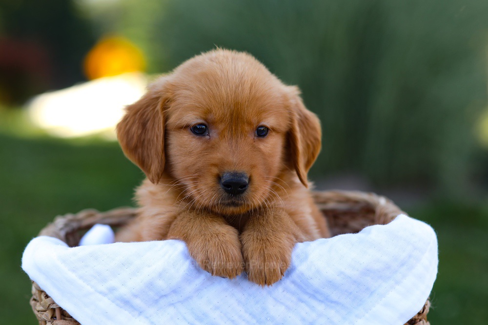Rose Image of Rose, a Golden Retriever puppy