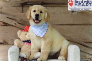 Image of Slade, a Golden Retriever puppy
