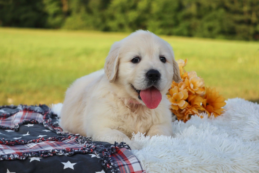 Strawberry Image of Strawberry, a Golden Retriever puppy