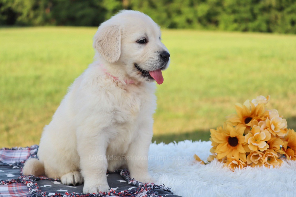 Strawberry Image of Strawberry, a Golden Retriever puppy