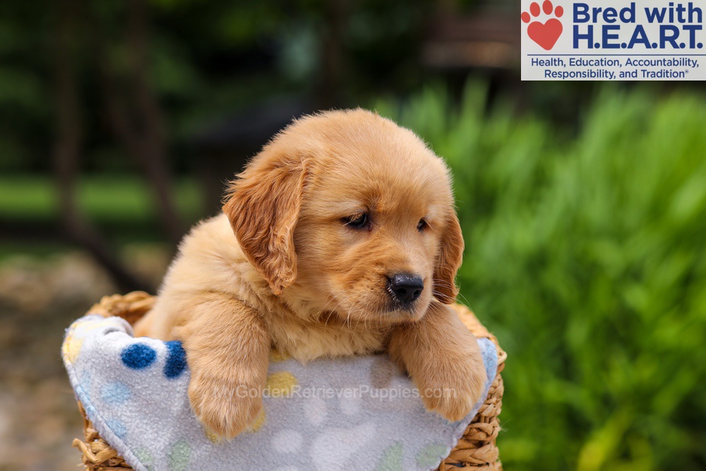 Trinity Image of Trinity, a Golden Retriever puppy