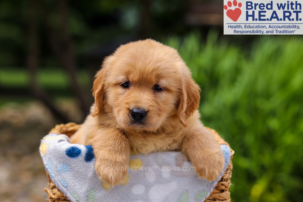 Trinity Image of Trinity, a Golden Retriever puppy