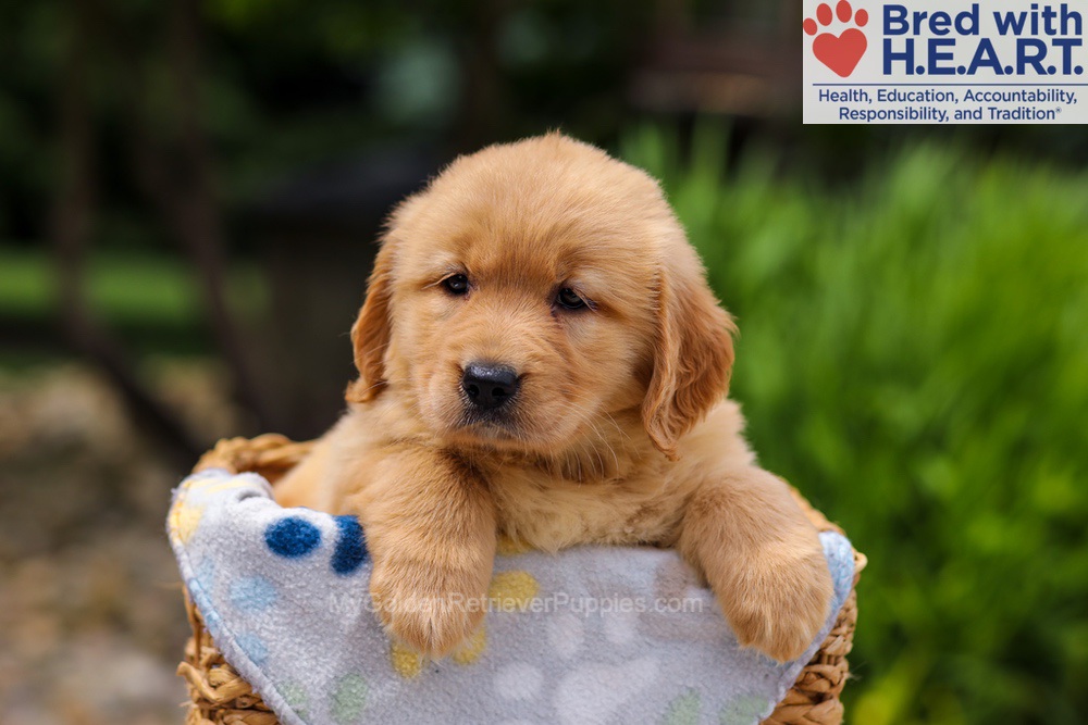 Trinity Image of Trinity, a Golden Retriever puppy