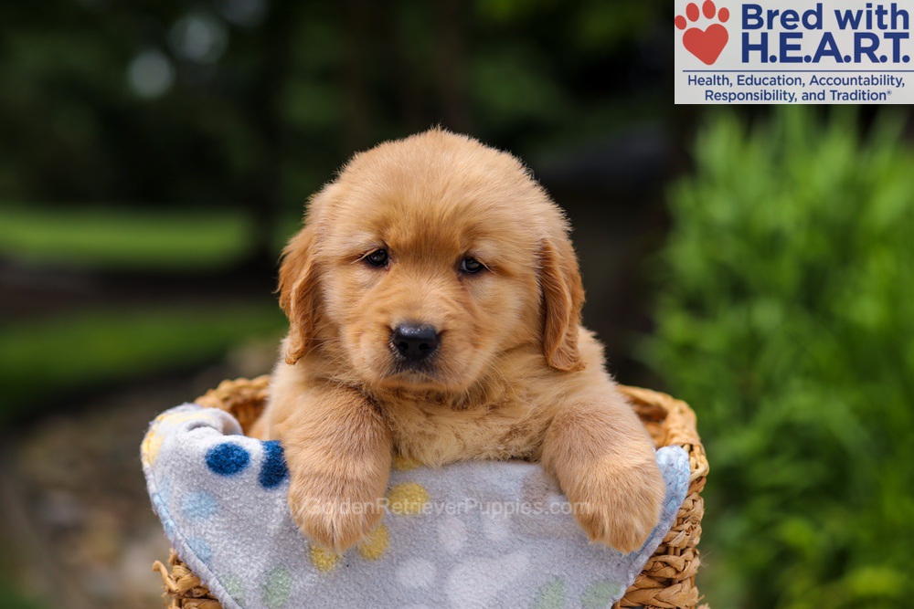 Trinity Image of Trinity, a Golden Retriever puppy