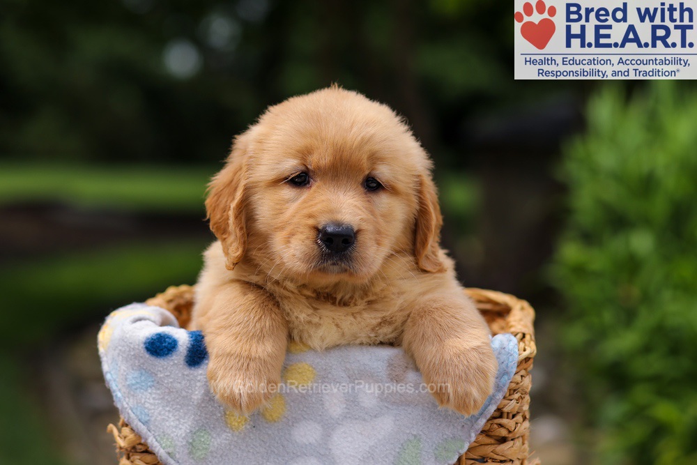 Trinity Image of Trinity, a Golden Retriever puppy