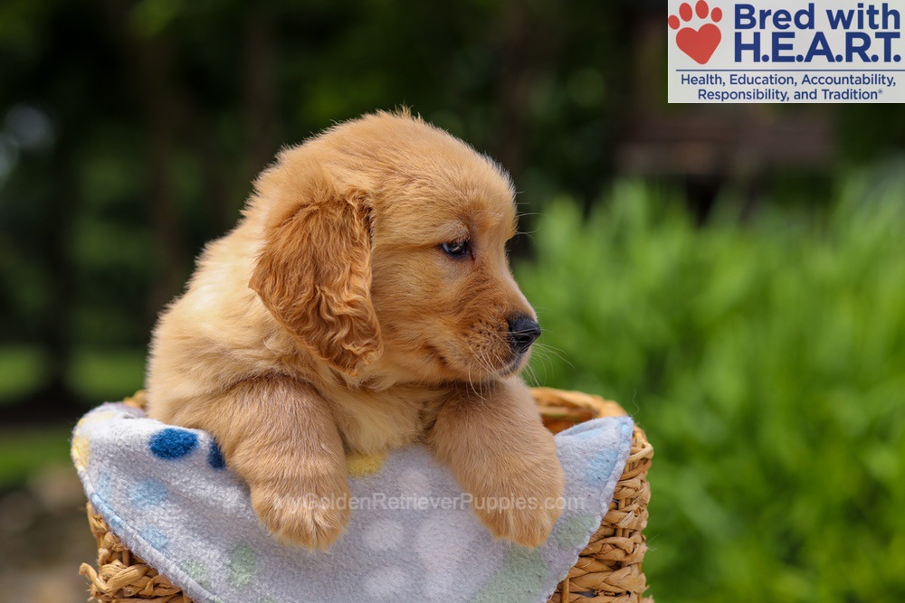 Trinity Image of Trinity, a Golden Retriever puppy