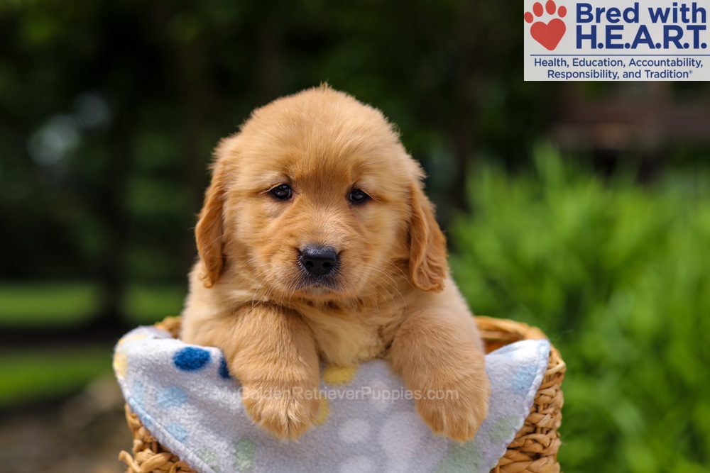 Trinity Image of Trinity, a Golden Retriever puppy