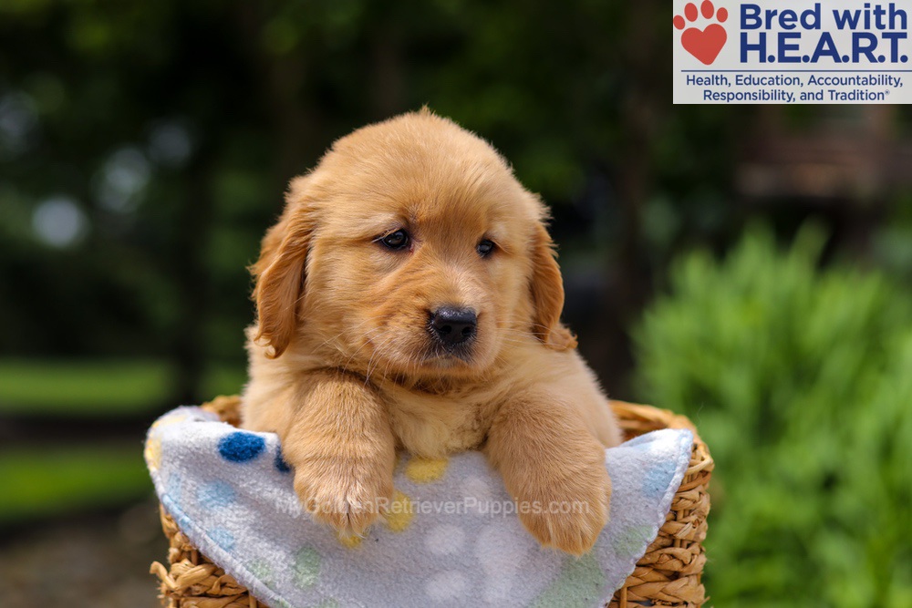 Trinity Image of Trinity, a Golden Retriever puppy
