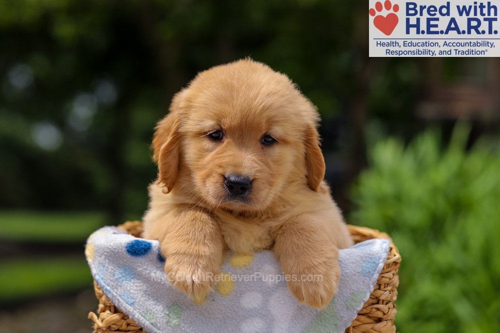 Trinity Image of Trinity, a Golden Retriever puppy
