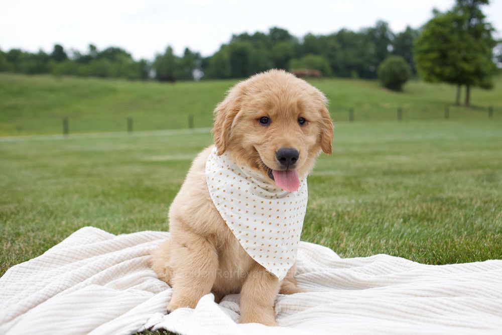 Tucker Image of Tucker, a Golden Retriever puppy