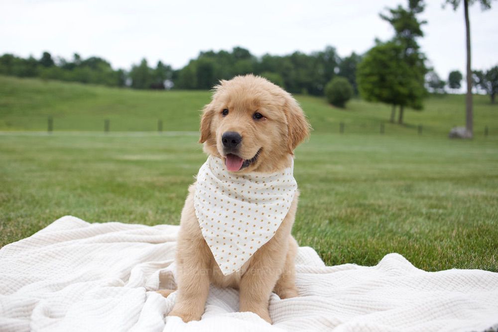Tucker Image of Tucker, a Golden Retriever puppy