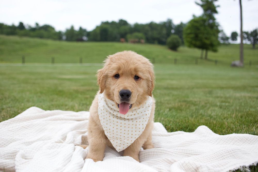 Tucker Image of Tucker, a Golden Retriever puppy