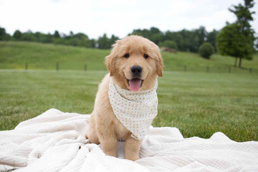 Tucker Image of Tucker, a Golden Retriever puppy