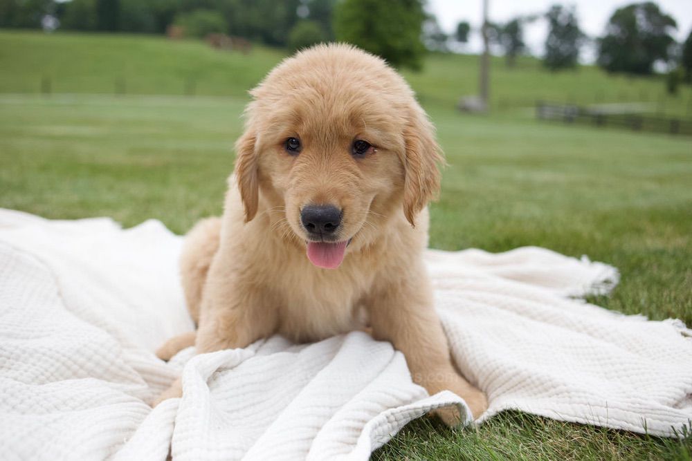 Tucker Image of Tucker, a Golden Retriever puppy