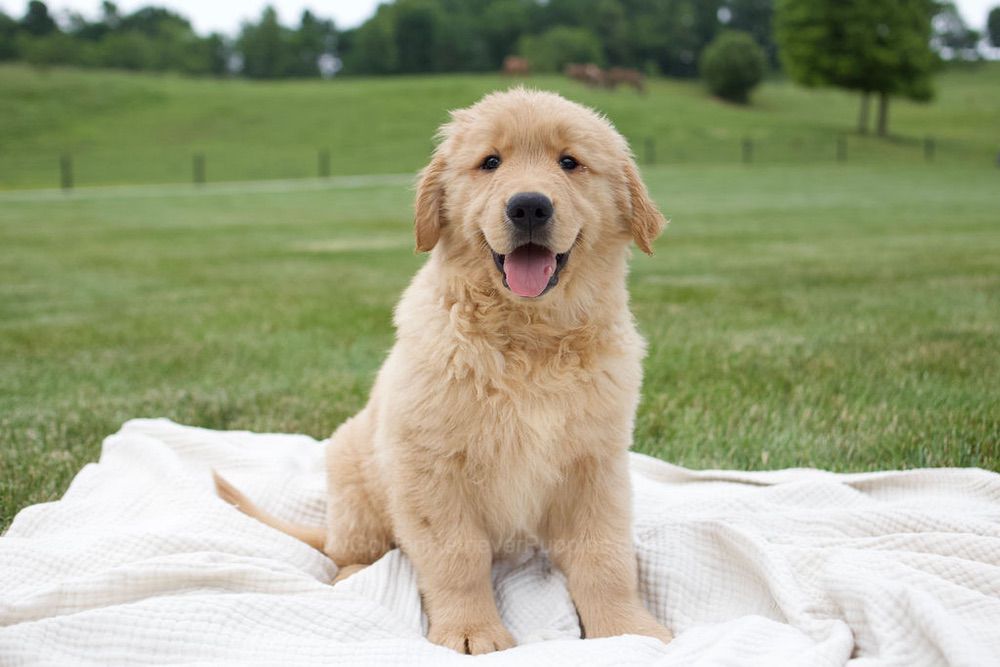 Tucker Image of Tucker, a Golden Retriever puppy
