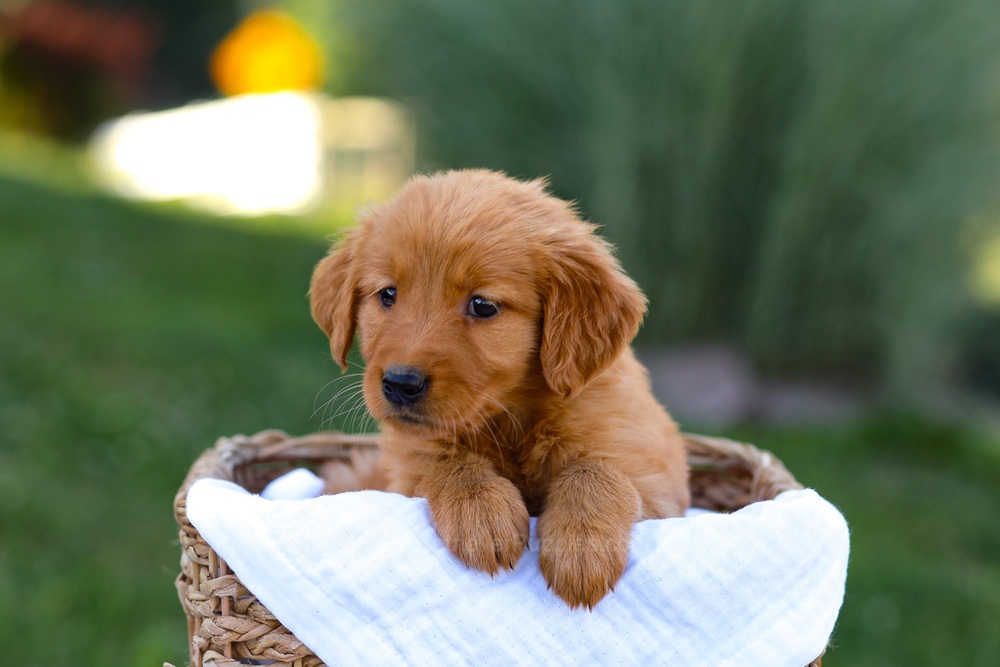 Twila Image of Twila, a Golden Retriever puppy