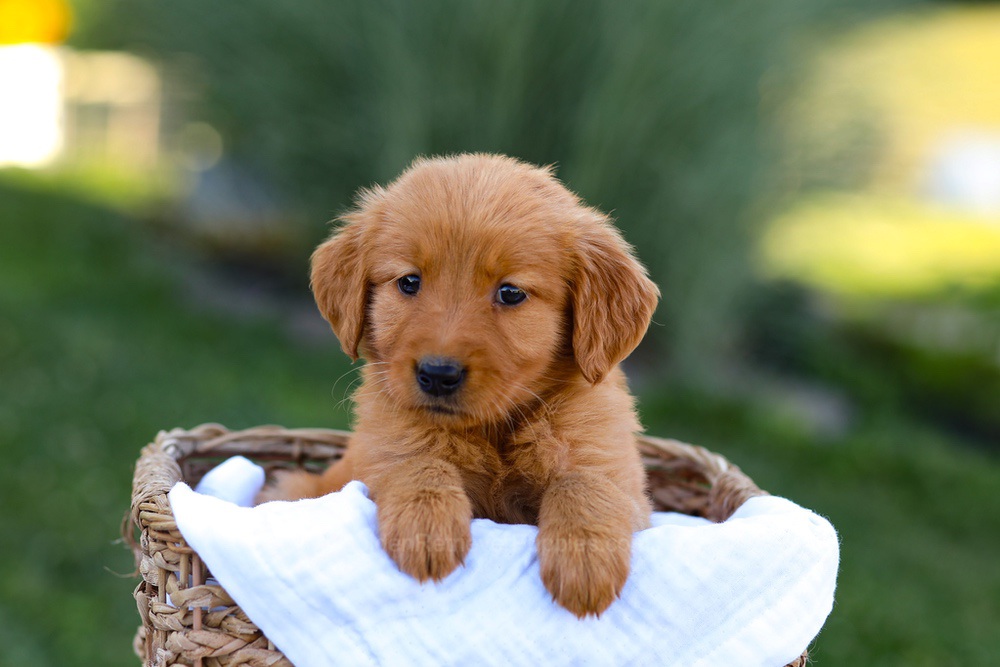 Twila Image of Twila, a Golden Retriever puppy