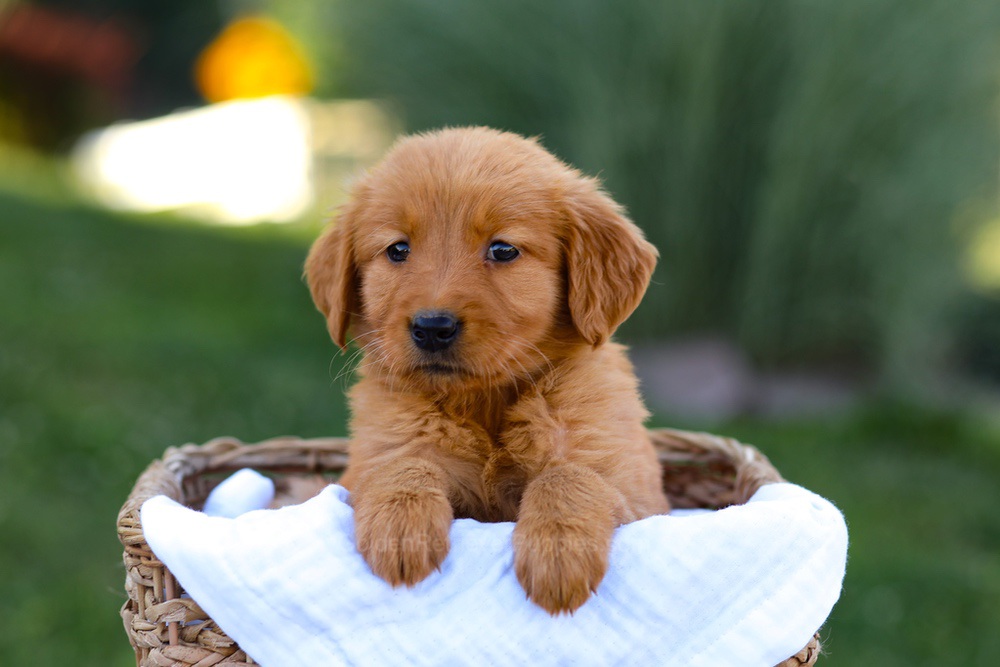 Twila Image of Twila, a Golden Retriever puppy