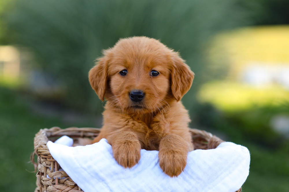 Twila Image of Twila, a Golden Retriever puppy