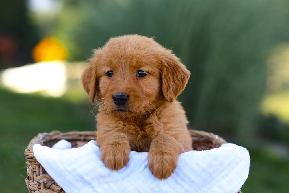 Twila Image of Twila, a Golden Retriever puppy
