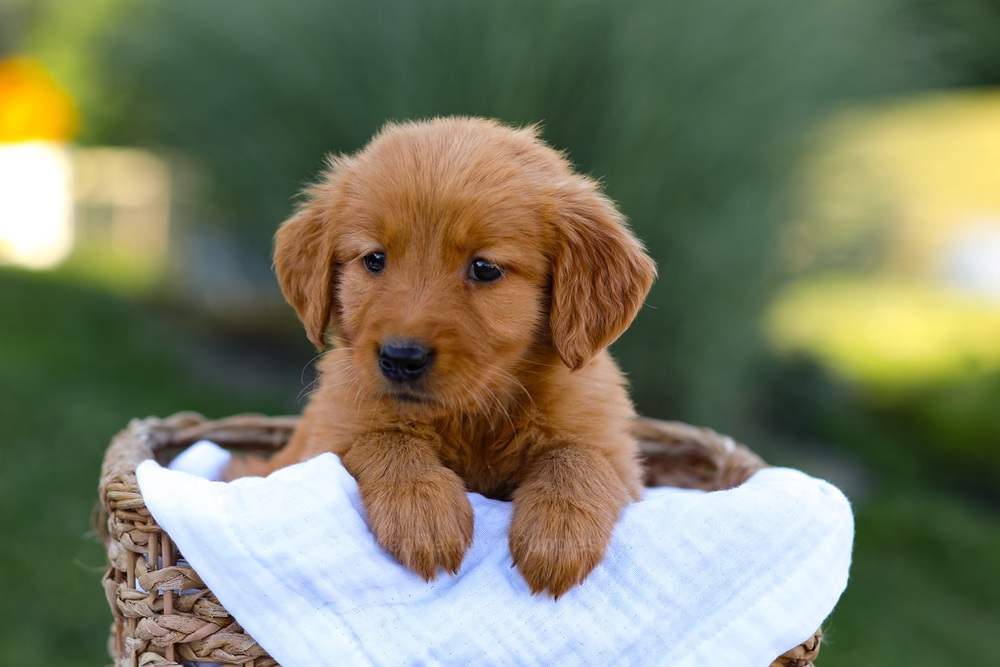 Twila Image of Twila, a Golden Retriever puppy