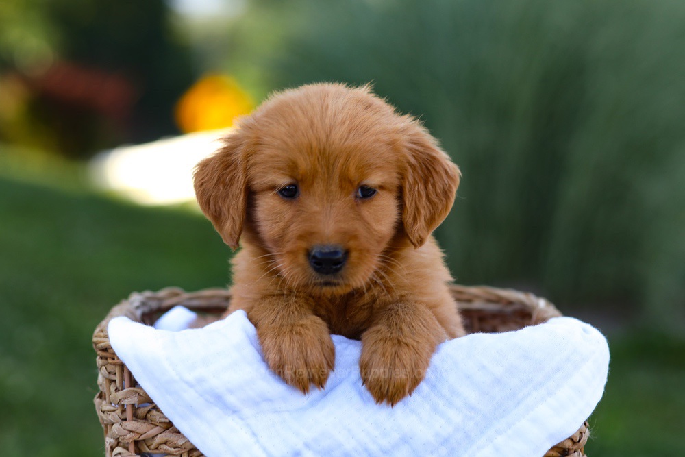 Twila Image of Twila, a Golden Retriever puppy