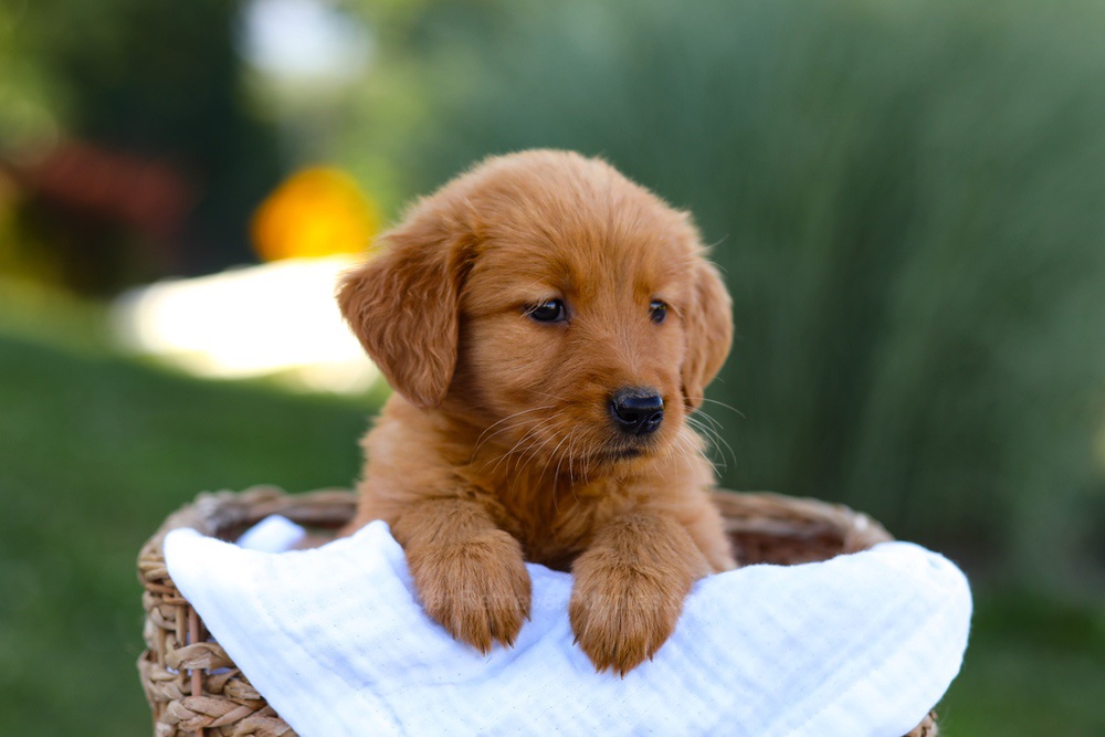 Twila Image of Twila, a Golden Retriever puppy