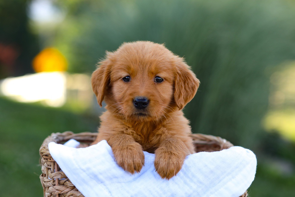 Twila Image of Twila, a Golden Retriever puppy