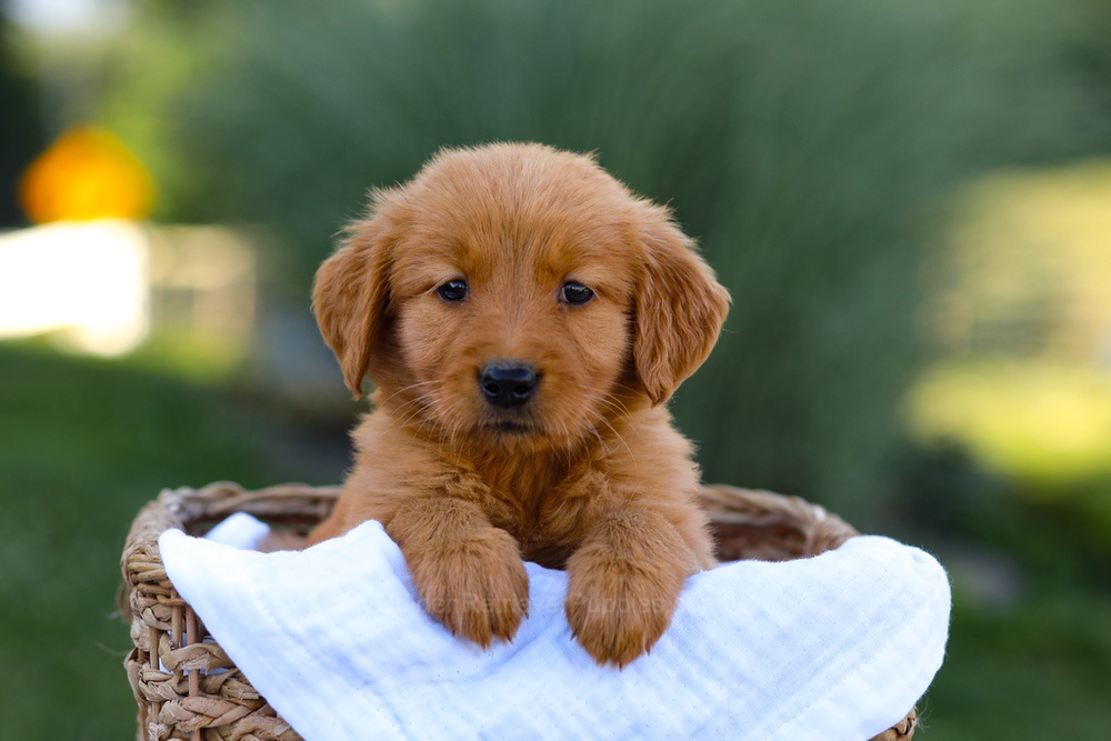 Twila Image of Twila, a Golden Retriever puppy