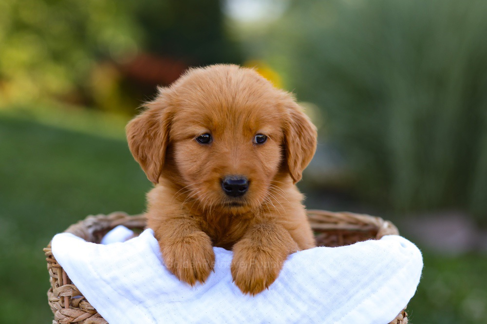 Twila Image of Twila, a Golden Retriever puppy